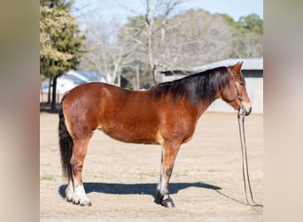 caballo de tiro, Yegua, 14 años, 160 cm, Castaño rojizo