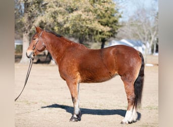 caballo de tiro, Yegua, 14 años, 160 cm, Castaño rojizo