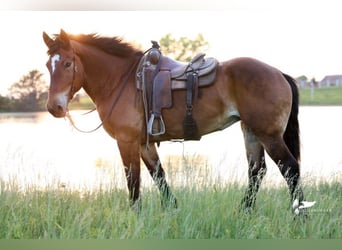 caballo de tiro, Yegua, 15 años, 168 cm, Castaño rojizo