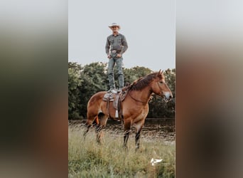 caballo de tiro, Yegua, 15 años, 168 cm, Castaño rojizo