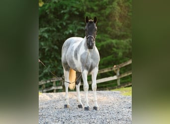 caballo de tiro, Yegua, 1 año, 145 cm, Tobiano-todas las-capas
