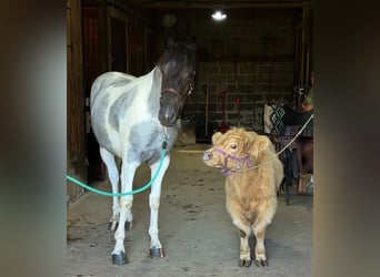 caballo de tiro, Yegua, 1 año, 145 cm, Tobiano-todas las-capas