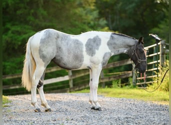 caballo de tiro, Yegua, 1 año, 145 cm, Tobiano-todas las-capas