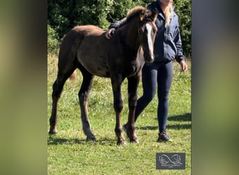 caballo de tiro, Yegua, 1 año, 168 cm, Alazán