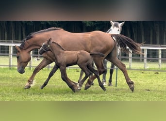 caballo de tiro, Yegua, 1 año, 168 cm, Alazán