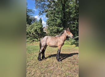 caballo de tiro, Yegua, 1 año, Castaño-ruano