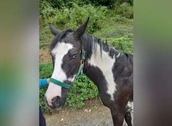 caballo de tiro Mestizo, Yegua, 23 años, Alazán rojizo