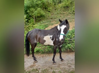 caballo de tiro Mestizo, Yegua, 23 años, Alazán rojizo