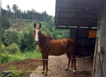 caballo de tiro Mestizo, Yegua, 23 años, Alazán rojizo