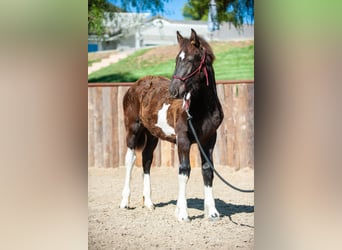 caballo de tiro, Yegua, 2 años, Tobiano-todas las-capas