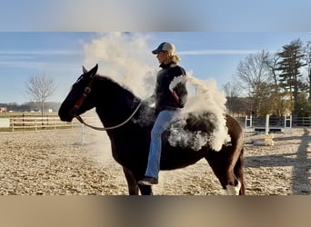 caballo de tiro Mestizo, Yegua, 3 años, 155 cm, Pío