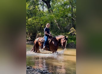 caballo de tiro, Yegua, 3 años, 163 cm, Castaño rojizo