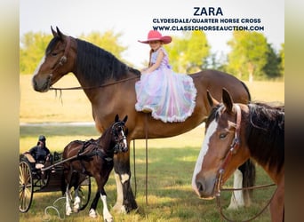 caballo de tiro, Yegua, 3 años, 163 cm, Castaño rojizo