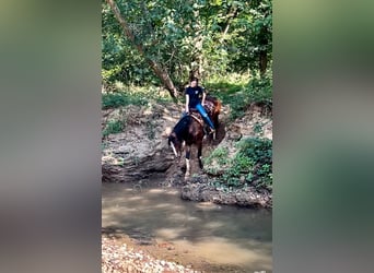 caballo de tiro, Yegua, 3 años, 163 cm, Castaño rojizo