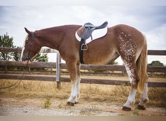 caballo de tiro Mestizo, Yegua, 3 años, 173 cm, Alazán rojizo