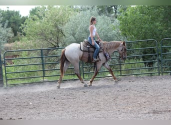 caballo de tiro, Yegua, 3 años, Ruano alazán