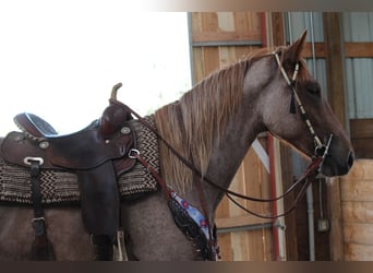 caballo de tiro, Yegua, 3 años, Ruano alazán