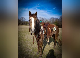 caballo de tiro, Yegua, 3 años, Tordo