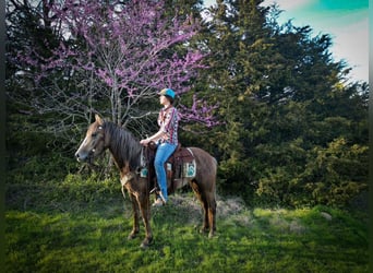 caballo de tiro, Yegua, 3 años, Tordo
