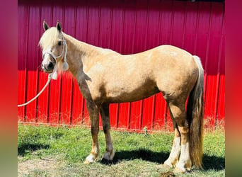 caballo de tiro, Yegua, 4 años, 142 cm, Palomino