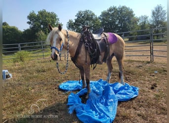 caballo de tiro, Yegua, 4 años, 142 cm, Palomino