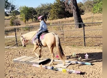 caballo de tiro, Yegua, 4 años, 142 cm, Palomino