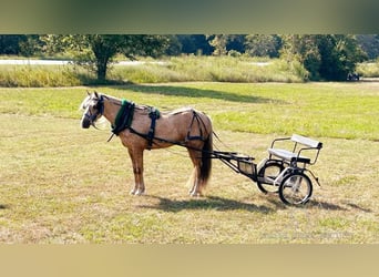 caballo de tiro, Yegua, 4 años, 142 cm, Palomino