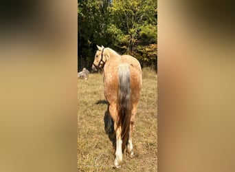 caballo de tiro, Yegua, 4 años, 142 cm, Palomino