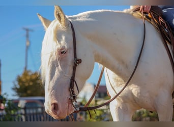 caballo de tiro Mestizo, Yegua, 4 años, 150 cm, White/Blanco