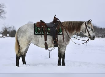 caballo de tiro Mestizo, Yegua, 4 años, 152 cm, Tordo