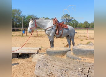 caballo de tiro, Yegua, 4 años, 152 cm, Tordo