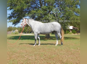 caballo de tiro, Yegua, 4 años, 152 cm, Tordo