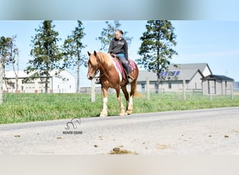 caballo de tiro Mestizo, Yegua, 4 años, 155 cm
