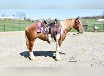 caballo de tiro Mestizo, Yegua, 4 años, 155 cm