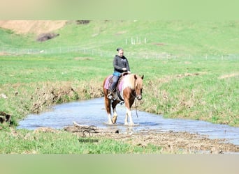 caballo de tiro Mestizo, Yegua, 4 años, 155 cm