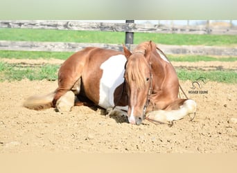 caballo de tiro Mestizo, Yegua, 4 años, 155 cm