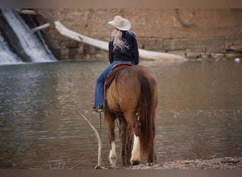 caballo de tiro Mestizo, Yegua, 4 años, 155 cm, Champán