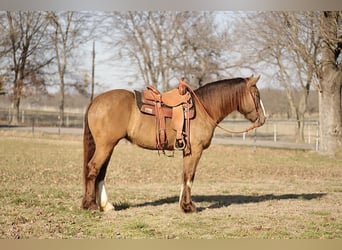 caballo de tiro Mestizo, Yegua, 4 años, 155 cm, Champán