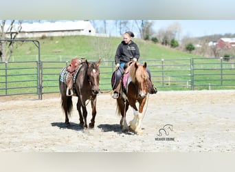 caballo de tiro Mestizo, Yegua, 4 años, 155 cm