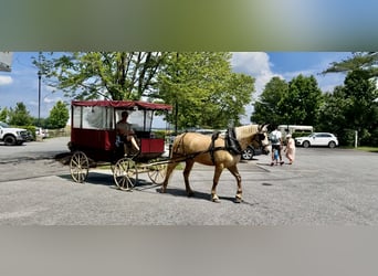 caballo de tiro, Yegua, 4 años, 155 cm, Palomino