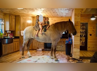 caballo de tiro, Yegua, 4 años, 155 cm, Ruano alazán