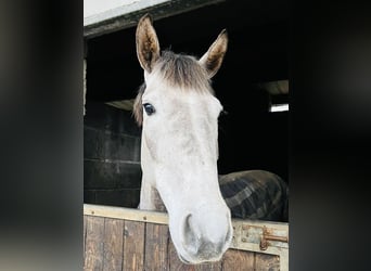 caballo de tiro, Yegua, 4 años, 156 cm, Tordo