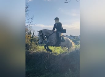 caballo de tiro, Yegua, 4 años, 160 cm, Tordo rodado