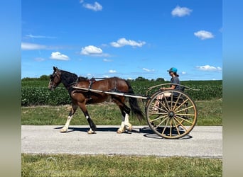 caballo de tiro, Yegua, 4 años, 163 cm, Castaño rojizo