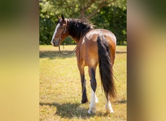 caballo de tiro, Yegua, 4 años, 163 cm, Castaño rojizo