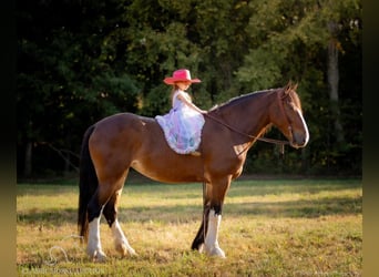 caballo de tiro, Yegua, 4 años, 163 cm, Castaño rojizo