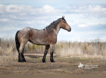 caballo de tiro Mestizo, Yegua, 4 años, 170 cm, Castaño-ruano
