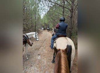 caballo de tiro Mestizo, Yegua, 4 años, Ruano azulado