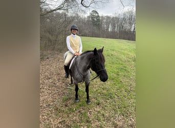 caballo de tiro Mestizo, Yegua, 4 años, Ruano azulado