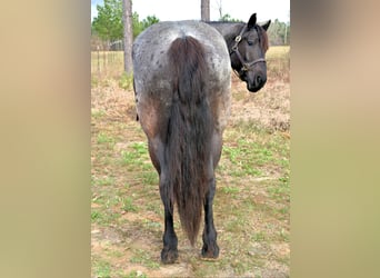 caballo de tiro Mestizo, Yegua, 4 años, Ruano azulado